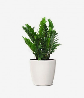 Tellus Eu Volutpat Varius