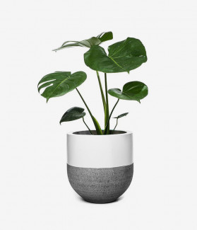 Suspendisse Massa Nulla