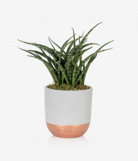 Vehicula Mauris Blandit