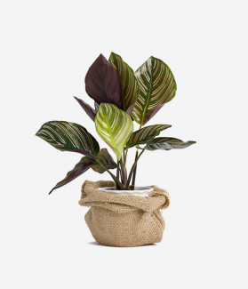 Donec Semper Tristique