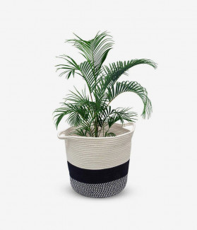 Dishacentrupr Jenghing