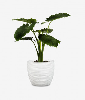 Foramationdi Venkash