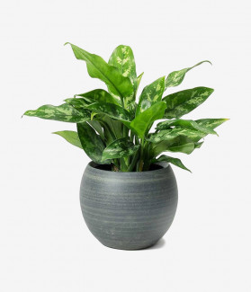 Sunilatiogh Manhingd