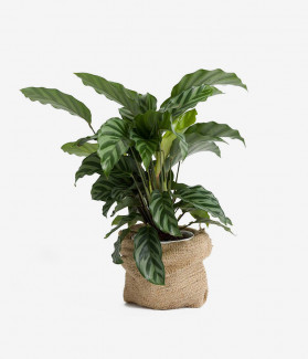 Bhumitationa Centyraon