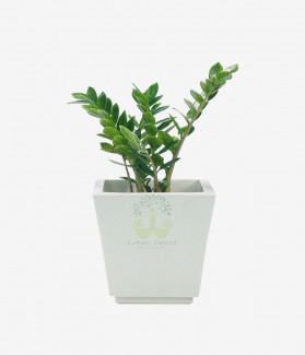 Mauris Blandit Vehicula