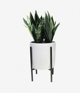 Nascetur ridiculus mus