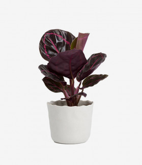 Nascetur ridiculus mus