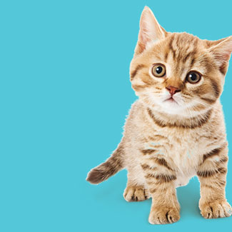 Cms-banner-2.jpg